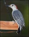 _2SB1117 red-bellied woodpecker